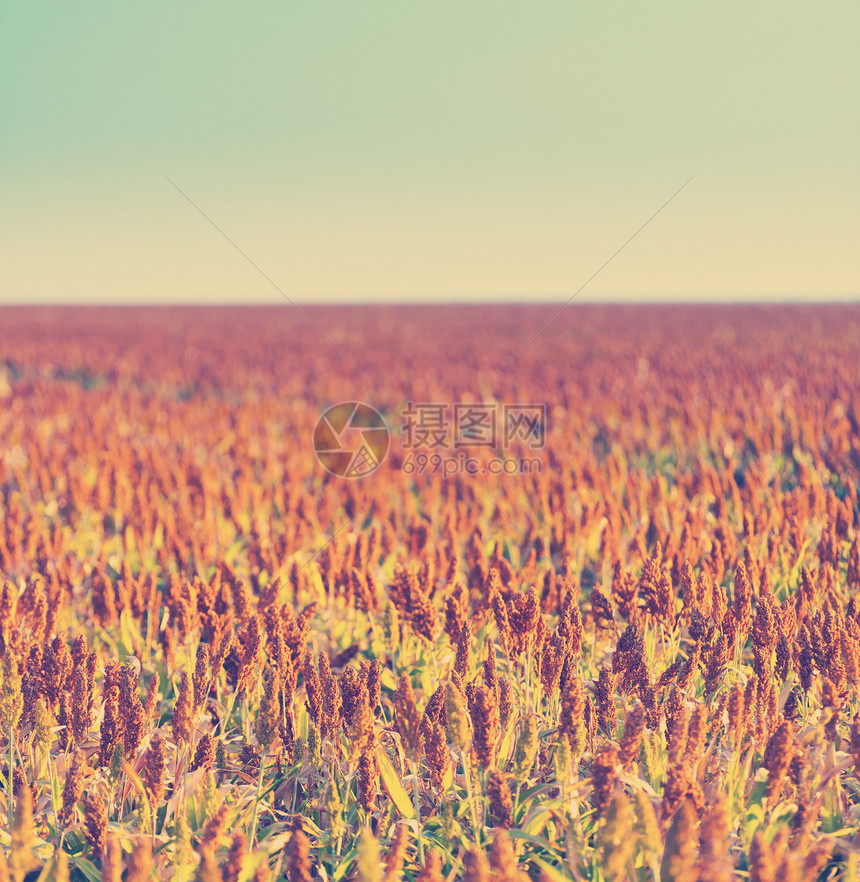 字段黄色的蓝在无尽田地种植高梁谷物准备收割并产生回溯Instagram风格过滤效应图片