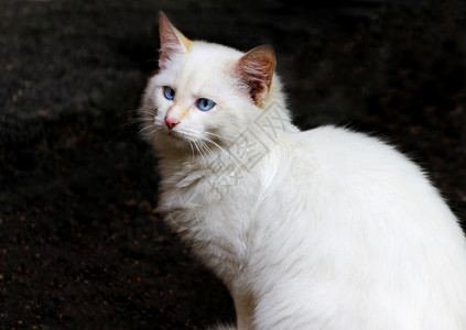 关心流浪白色的猫青蓝眼睛深黑背景的长毛白猫肖像爱图片