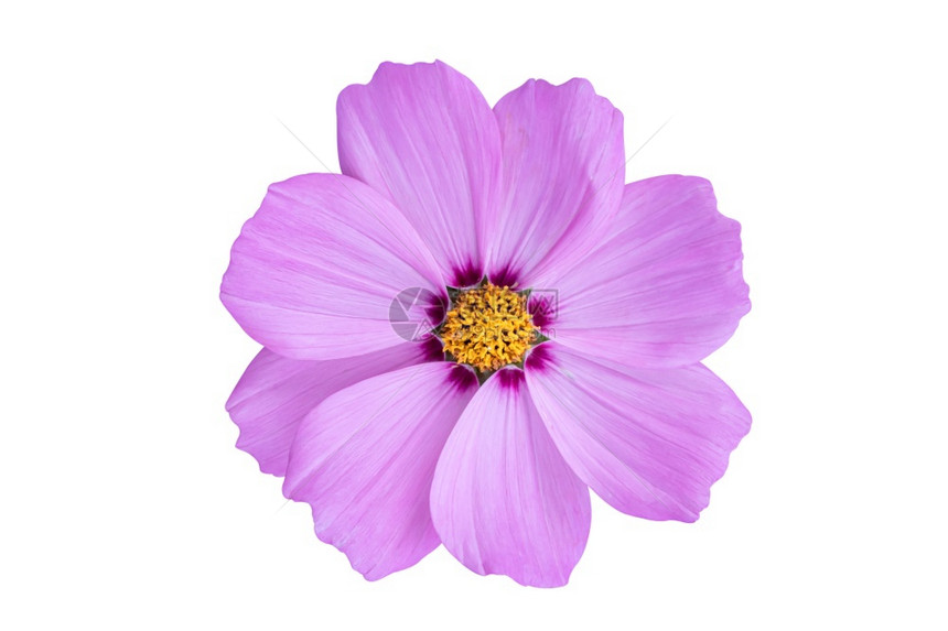 盛开玛格丽特粉红宇宙花朵在白色背景上被孤立于白幕下的花朵新鲜图片