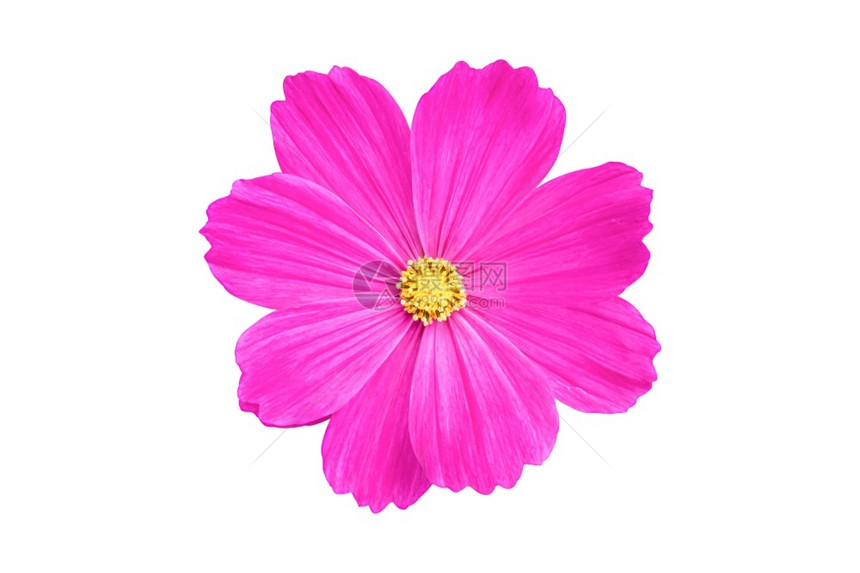 白色的粉红宇宙花朵在白色背景上被孤立于白幕下的花朵春天紫色图片