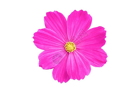 白色的粉红宇宙花朵在白色背景上被孤立于白幕下的花朵春天紫色图片