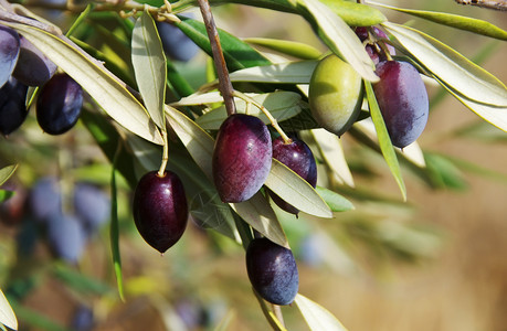 处女细节橄榄树枝上有成熟的橄榄散景图片