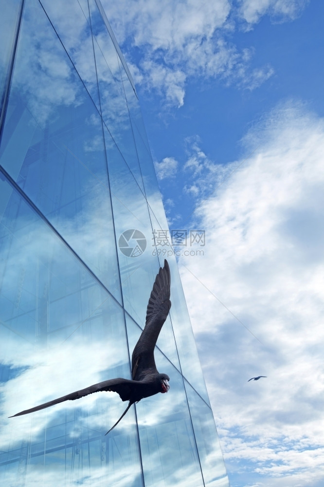 建筑学高的墙飞在玻璃楼前的放飞鸟图片