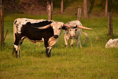 清晨时分两只黑白放牧的长角牛场动物农田图片