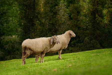 两只羊在草上山地的斜坡偶足提高森林背景图片