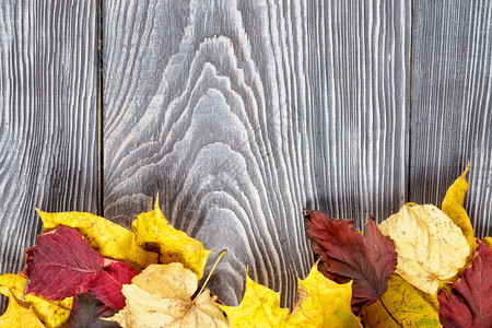 秋季树叶边框背景图片