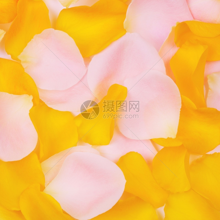 盛开背景新鲜粉红和黄玫瑰花瓣背景新粉红和黄玫瑰花瓣背景丰富多彩的图片
