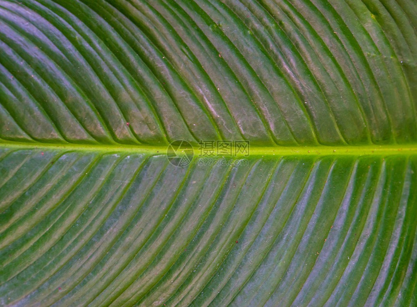 植物群封闭的热带植物绿叶天然本底质素材农业园艺图片