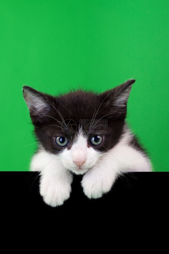 猫咪空的绿色和黑背景的家用小猫头空白的图片