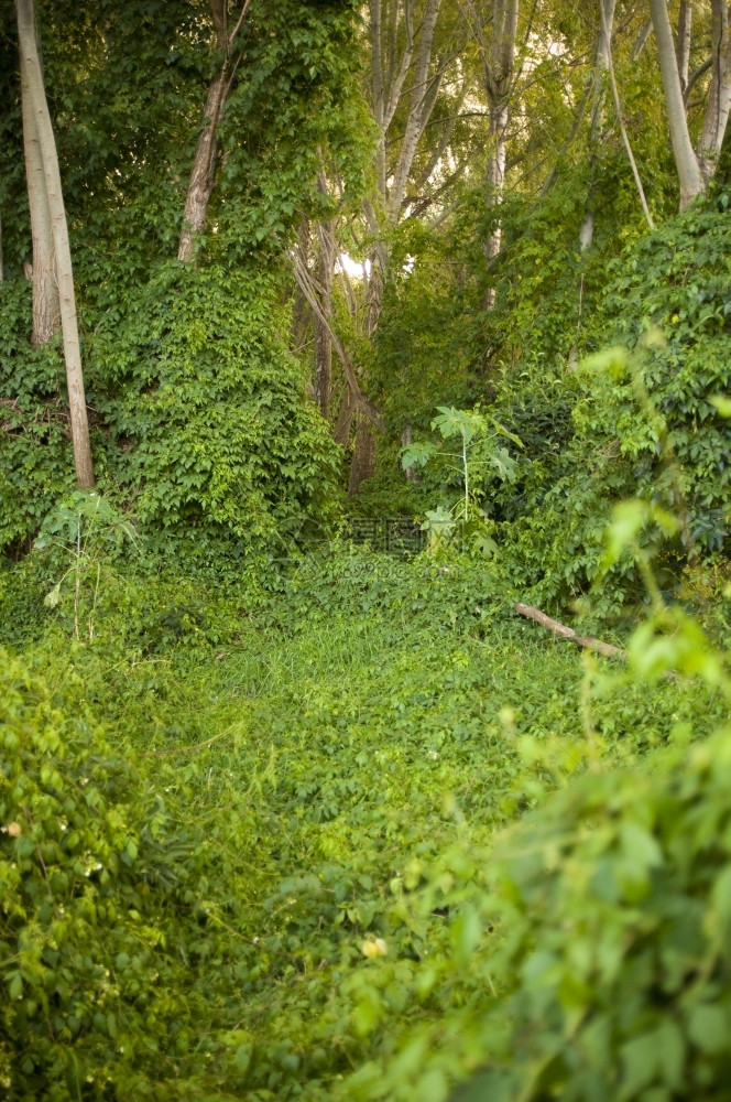 郁葱草绿色爬动植物接管并形成一个茂密充满活力的丛林探索刷新图片