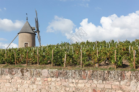 阿博莱斯景观葡萄酒高清图片