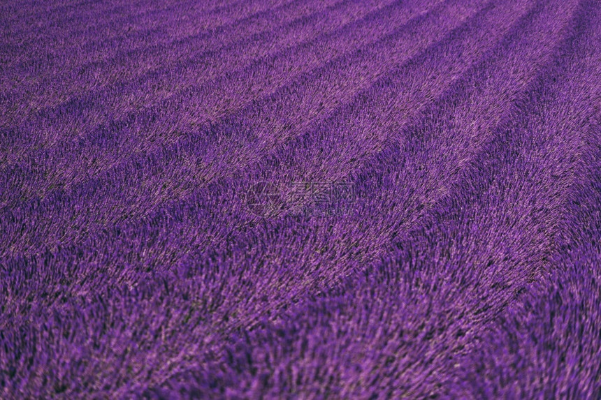 紫色的自然淡外地背景花的图片
