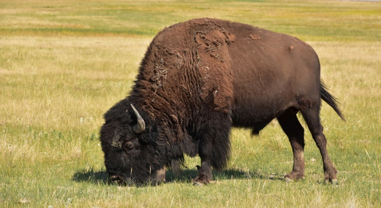 在南达科他州美国水牛放牧使平原草地触目惊心动物场地牛科图片