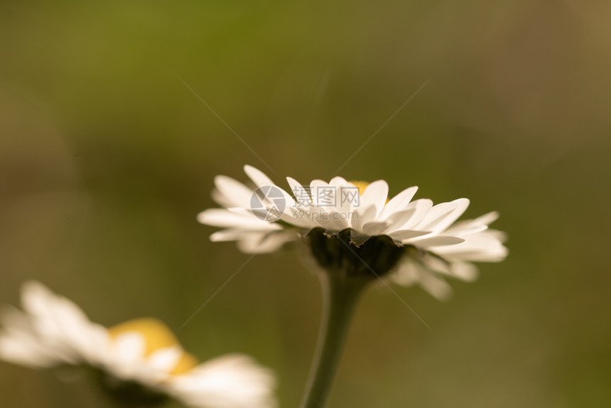 光束简单模糊背景的菊花生动图片