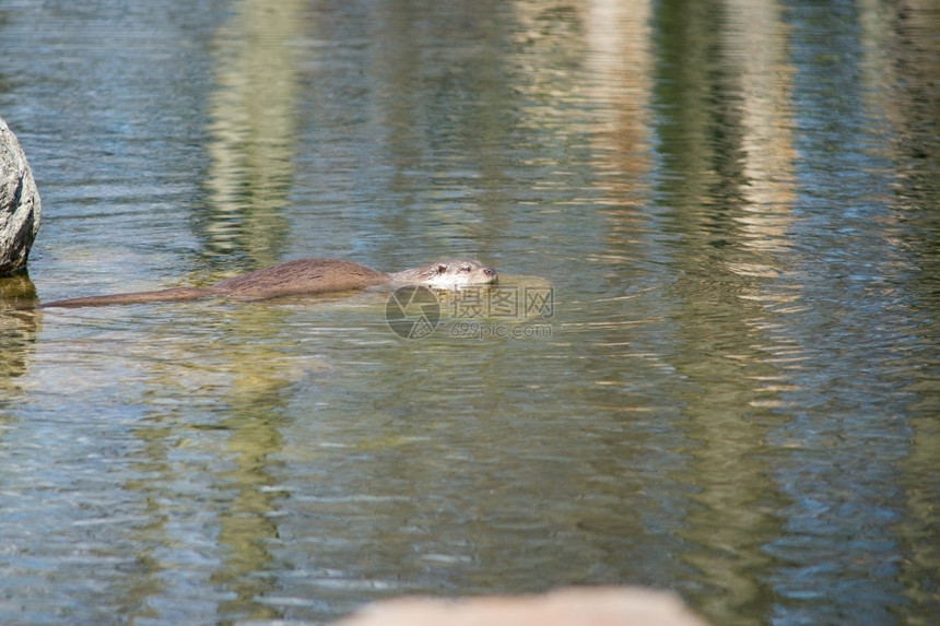 毛皮动物哺乳欧洲水人Lutra润滑油在水中游泳图片