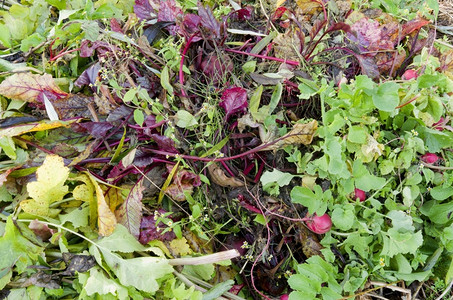 荷兰Leidschendam的DeGroentenhof有机蔬菜园堆积着植物残留的堆肥种植者拨款叶子图片