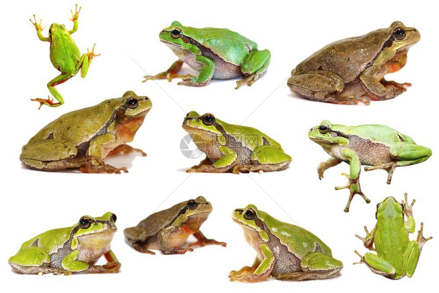 野生动物青蛙图片