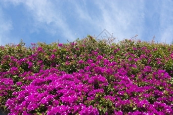西班牙语红色的巴利阿里群岛伊比萨市的平粉布哥伦佛维拉花朵和天空园图片