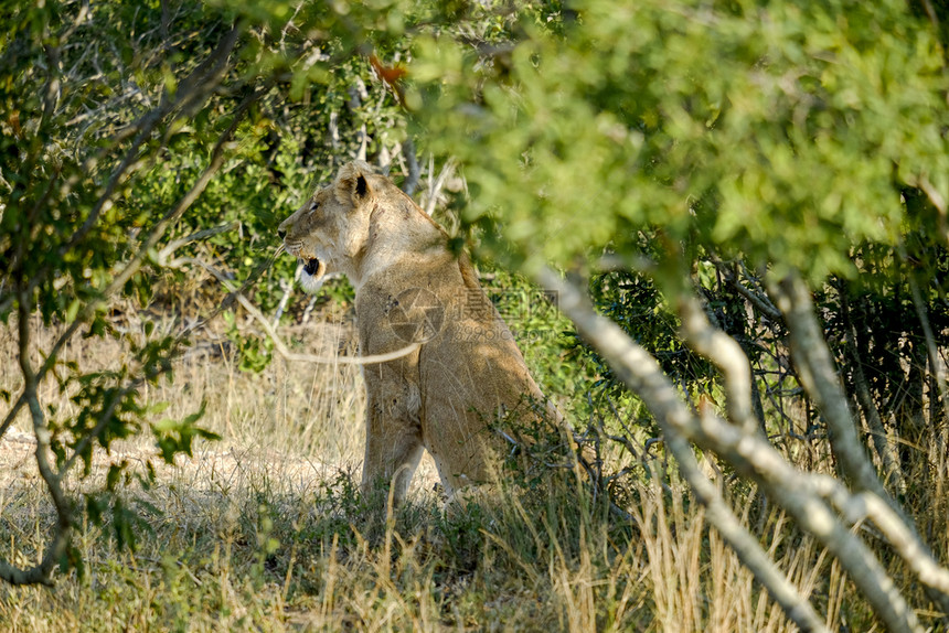 非洲人野生动物一个孤单的母狮在灌木丛中图片