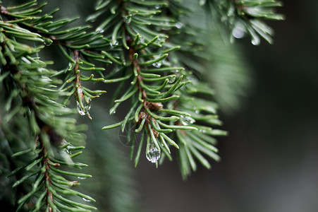 春天分支机构极深的bokeh树枝末端的雨滴植物高清图片