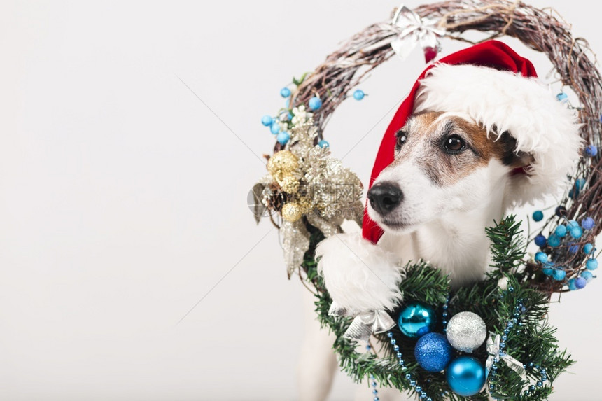 梗犬有趣的戴带Xma装饰的帽子可爱狗假期图片