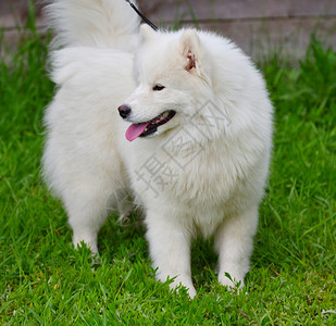 萨摩耶狗哈士奇斯皮茨米在夏日散步快乐动物夏天图片
