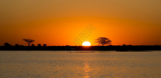 树木非洲博茨瓦纳的阿卡西亚树和水上阳光照耀着非洲古老日落稀树草原金的图片
