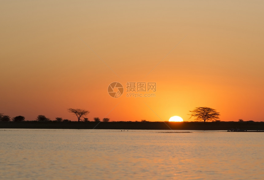 相思超过非洲博茨瓦纳的阿卡西亚树和水上阳光照耀着非洲古老日落树木图片