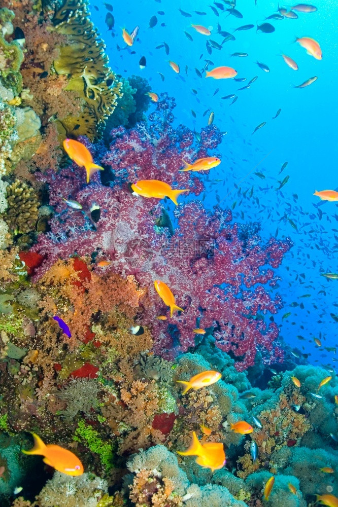 线虫囊放松埃及红海下水风景阿尔韦托卡雷拉鱼图片