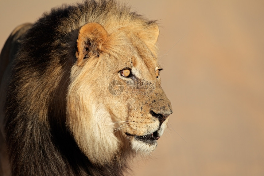 鬃毛野生动物一种南非PantheraLeo非洲红豹一头大型非洲雄狮子的肖像图片