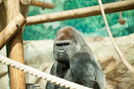 猿大型成年男猩的直露式肖像动物园富有表现力的图片