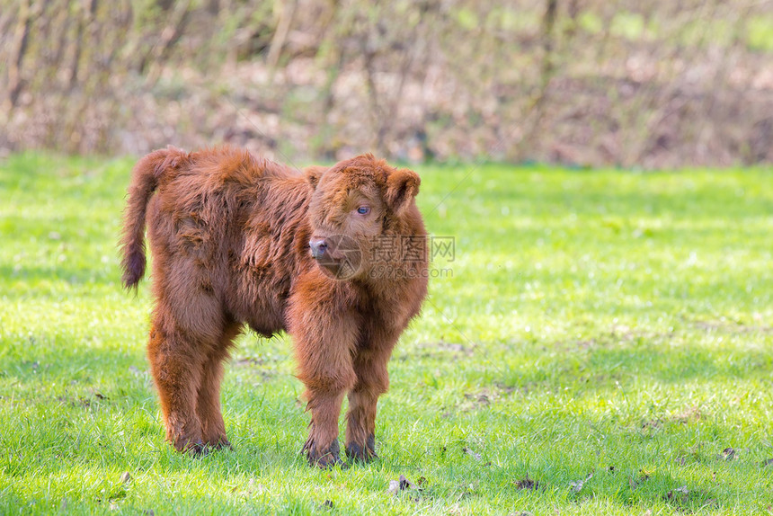 一只新生的红棕色苏格兰高地小牛站在绿草地上立汉兰达舍内维尔图片