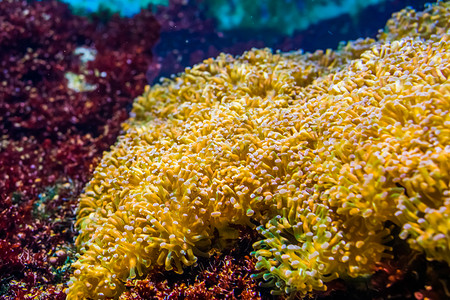 珊瑚藻团体花朵高清图片