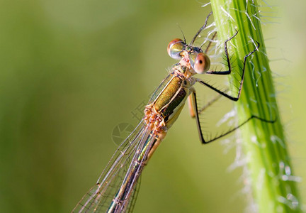 野生昆虫蜻蜓背景图片