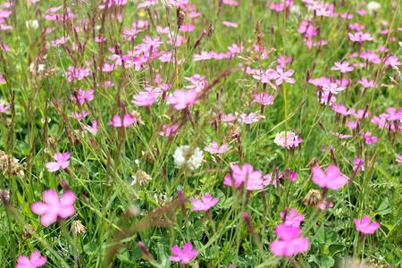 一些美丽的粉红色花朵画面叶子明信片自然图片