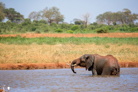 野生动物大象玩水图片
