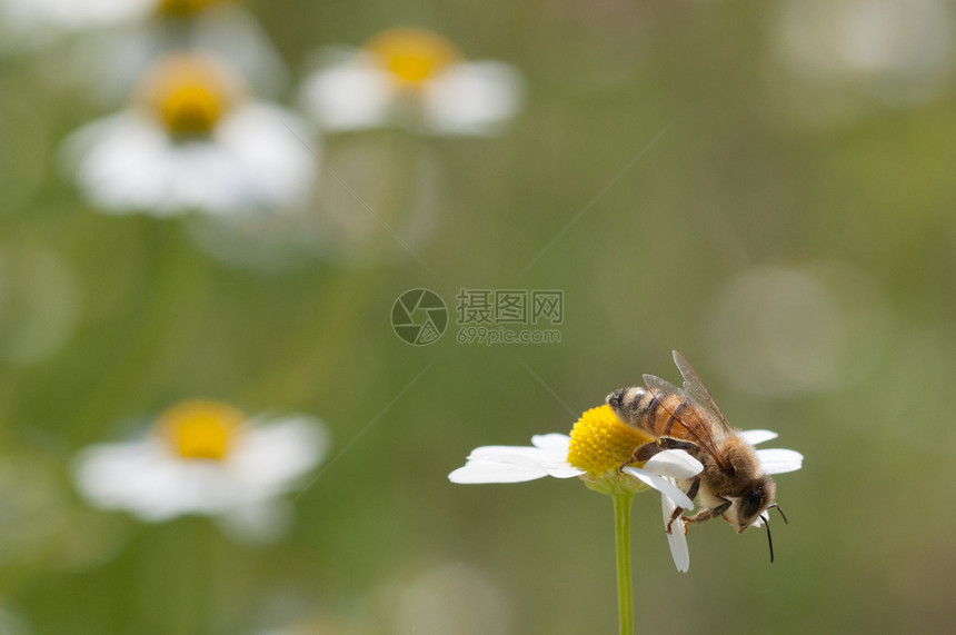 丰富多彩的蜜蜂在天然背景上收集卡米尔花粉蜜蜂在蓝菊花上收集粉白色的养蜂业图片
