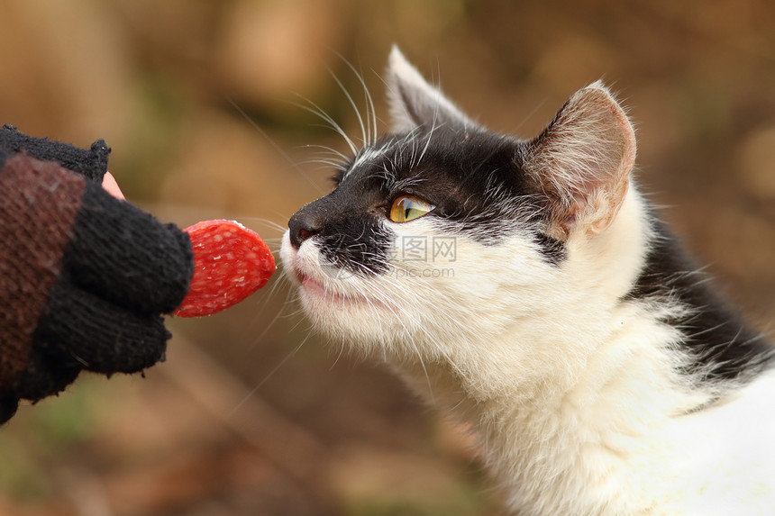 食物健康晶须可爱的猫吃着一小片香肠图片