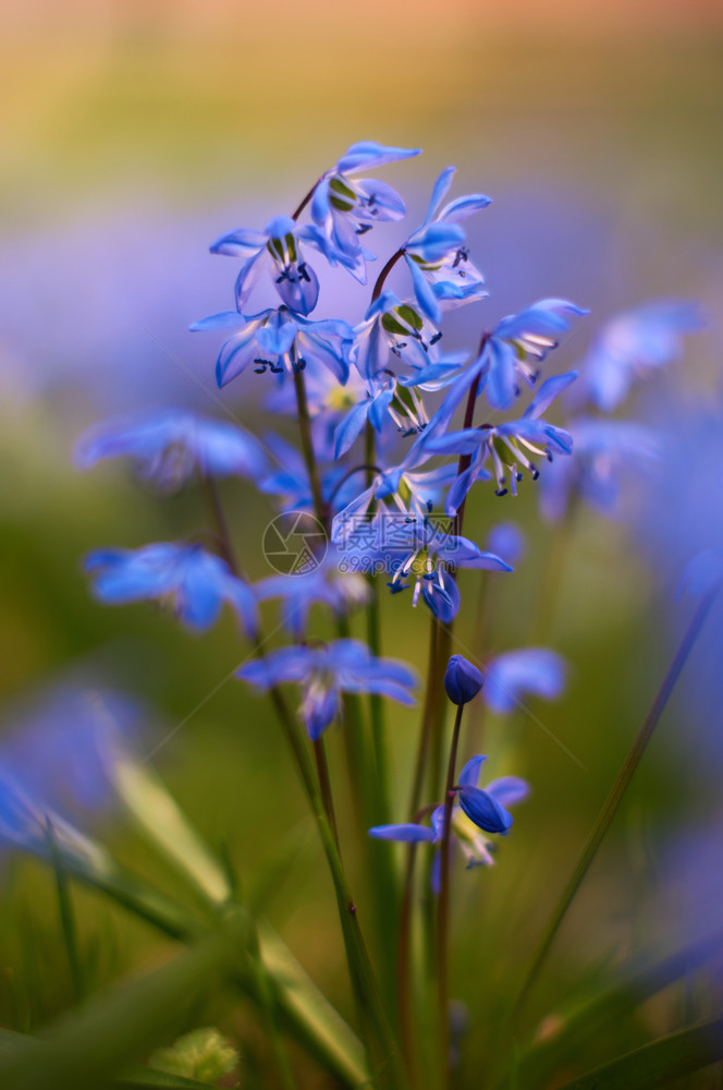 盛开草地上的蓝星西伯利亚园艺美丽的图片