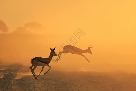 温暖的跳羚羊来自非洲的野生动物奇观孤独极好的图片