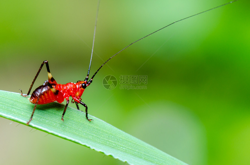 头目在泰国拍摄的草丛蟋蟀或螽斯的绿叶上特写ConocephalusMelas小红黑蟋蟀害虫环境图片
