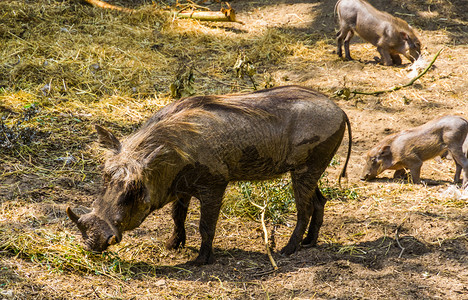 关闭非洲流行的野生猪种头女公牛灰色的猪科异国情调高清图片