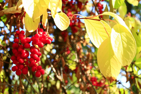 红熟五味子的枝条花园里红熟五味子的枝条饮食束图片