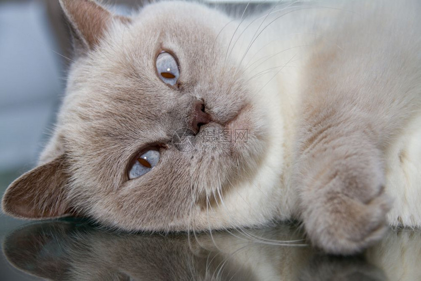 乔西灰色的懒惰在一张桌子玻璃表面关闭白色英国短发猫咪图片