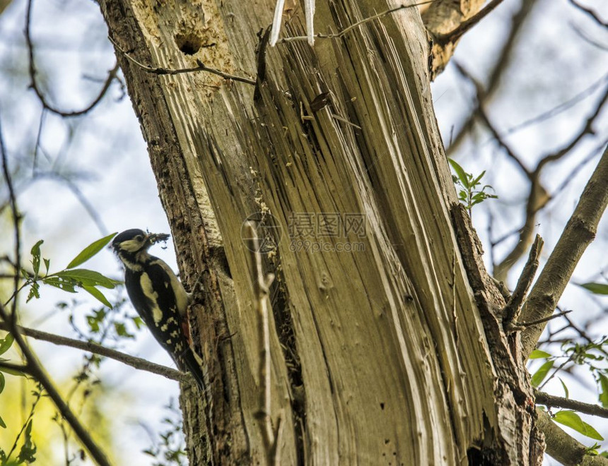 野生动物啄木鸟图片