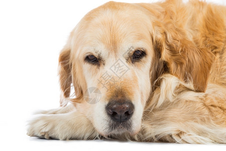 毛茸的小狗舌头金色在工作室里白背景的金色寻作品图片