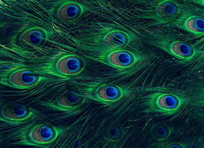 孔雀羽毛绿点模式蓝背景装饰充满活力细节图片