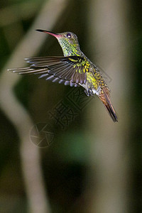 生物多样观鸟者中央蜂热带雨林哥斯达黎加中美洲图片
