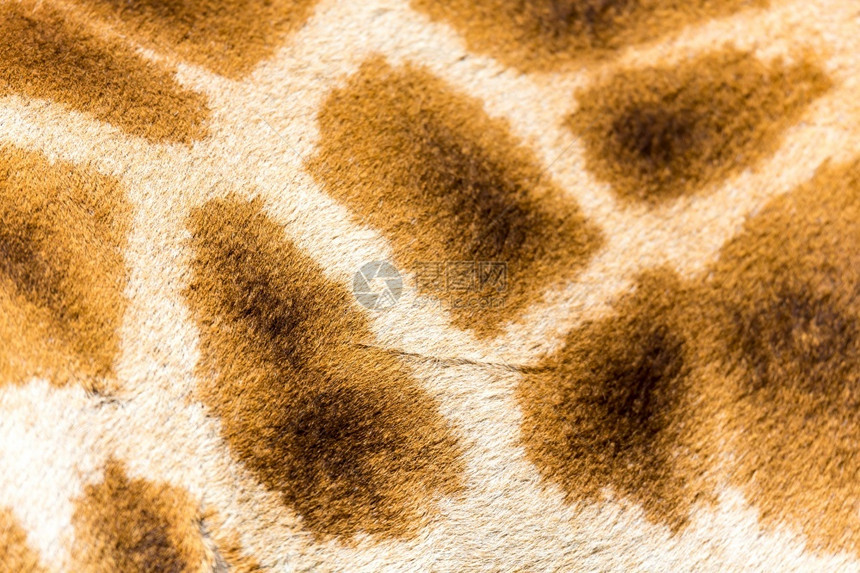 旅行长颈鹿的毛皮特写长颈鹿的毛皮特写高脖子图片