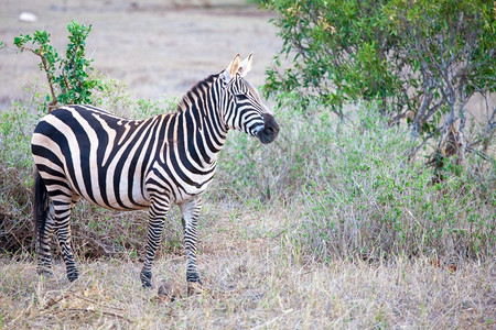苹果浏览器美丽的关心斑马站在肯尼亚的风景中图片
